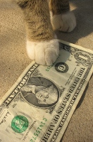Cats, credit cards and catastrophes